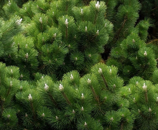 Pinus thunbergiana 'Thunderhead' Japanese Black Pine - Kigi Nursery