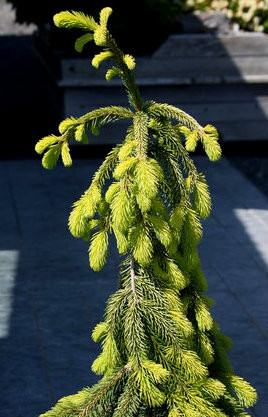 Picea abies 'Gold Drift' Weeping Golden Norway Spruce - Kigi Nursery