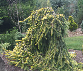 Picea abies 'Gold Drift' Weeping Golden Norway Spruce - Kigi Nursery