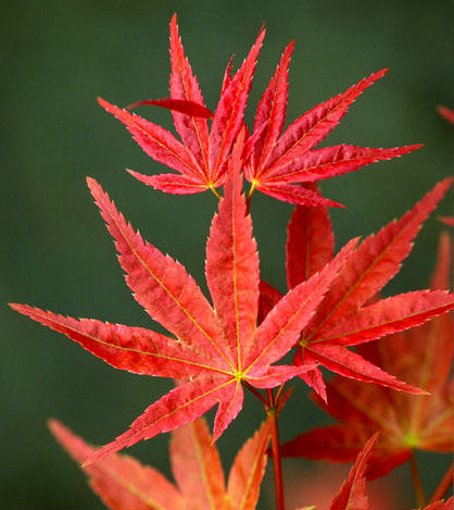Acer palmatum ' Shishio Improved ' Japanese Maple Tree Kigi Nursery