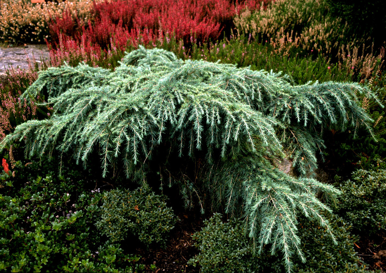 Cedrus deodara 'Feelin Blue' Weeping Dwarf Himalayan Cedar - Kigi