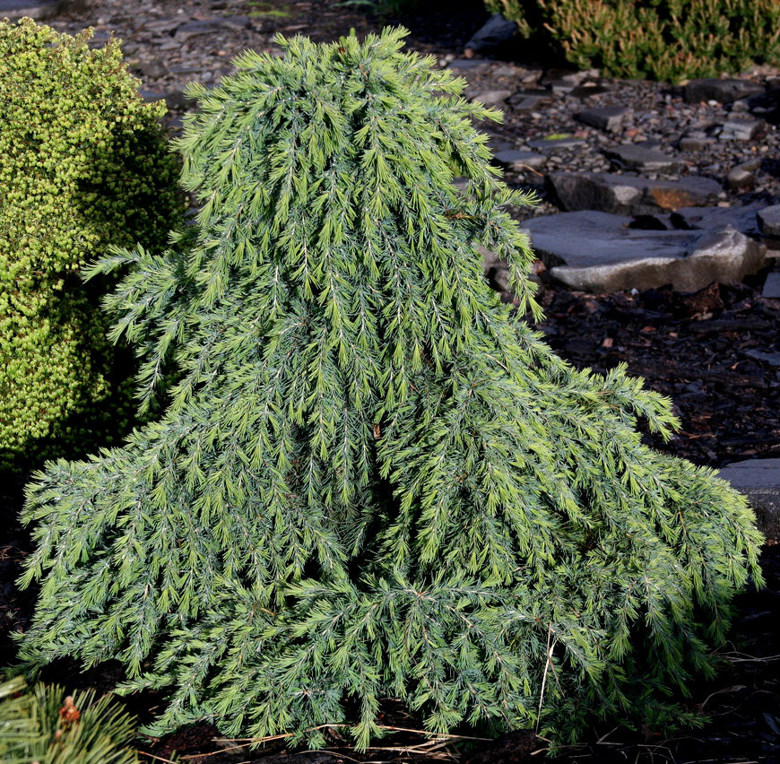 Cedrus deodara 'Feelin Blue' Weeping Dwarf Himalayan Cedar - Kigi