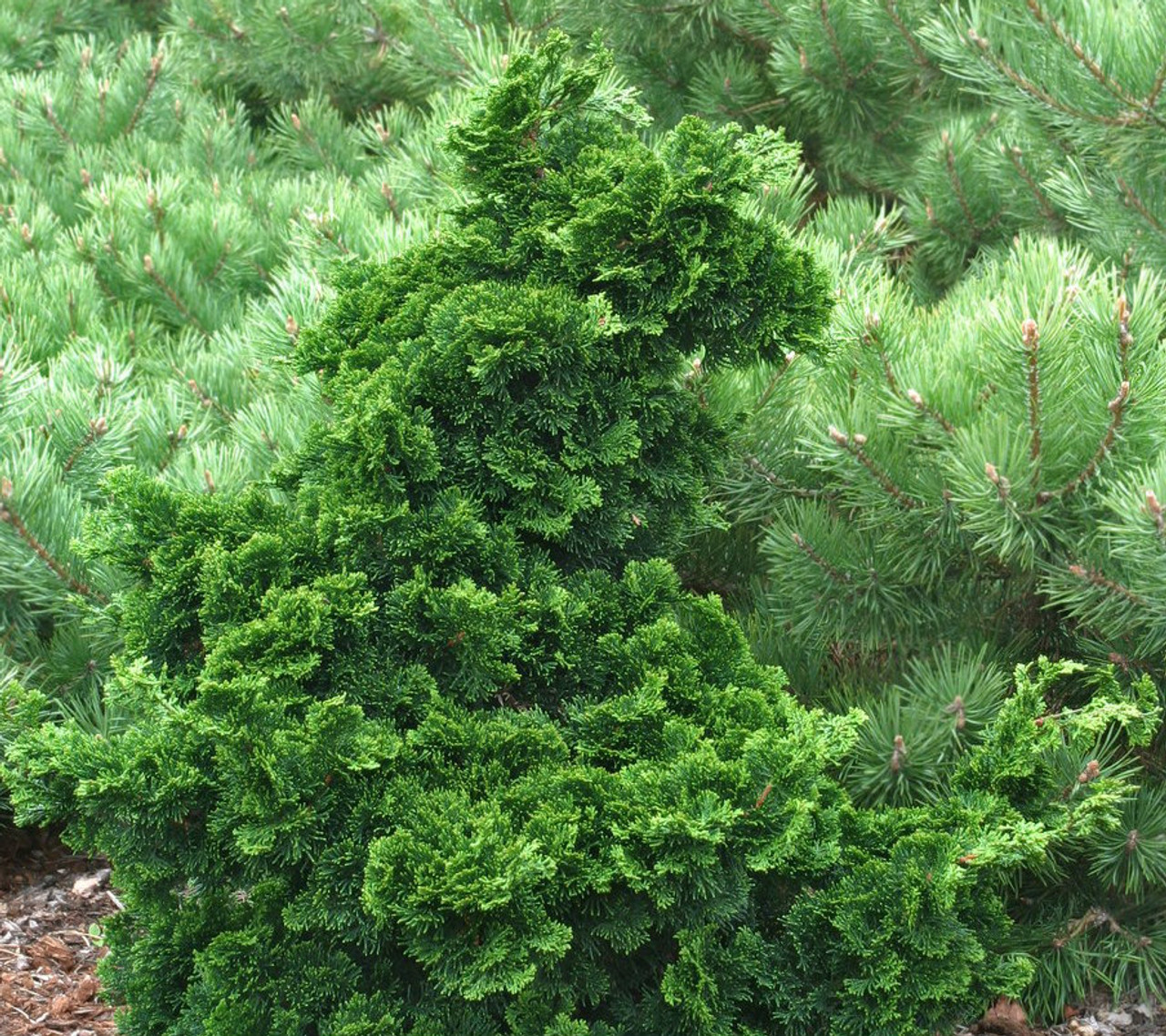 Chamaecyparis Obtusa Dainty Doll Dwarf Japanese Hinoki Cypress Kigi Nursery