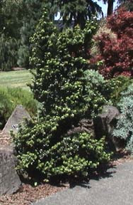 Ilex crenata 'Dwarf Pagoda' Miniature Japanese Holly - Kigi Nursery