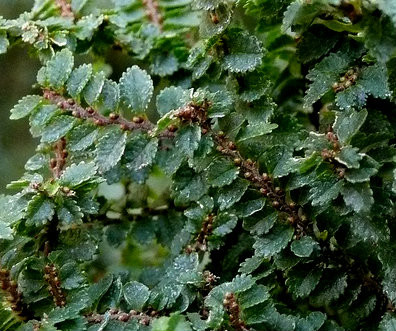 Ulmus Parvifolia Hokkaido Miniature Chinese Elm Tree Kigi Nursery