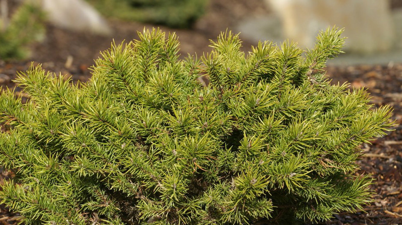 Pinus banksiana Manomet Dwarf Jack Pine Kigi Nursery