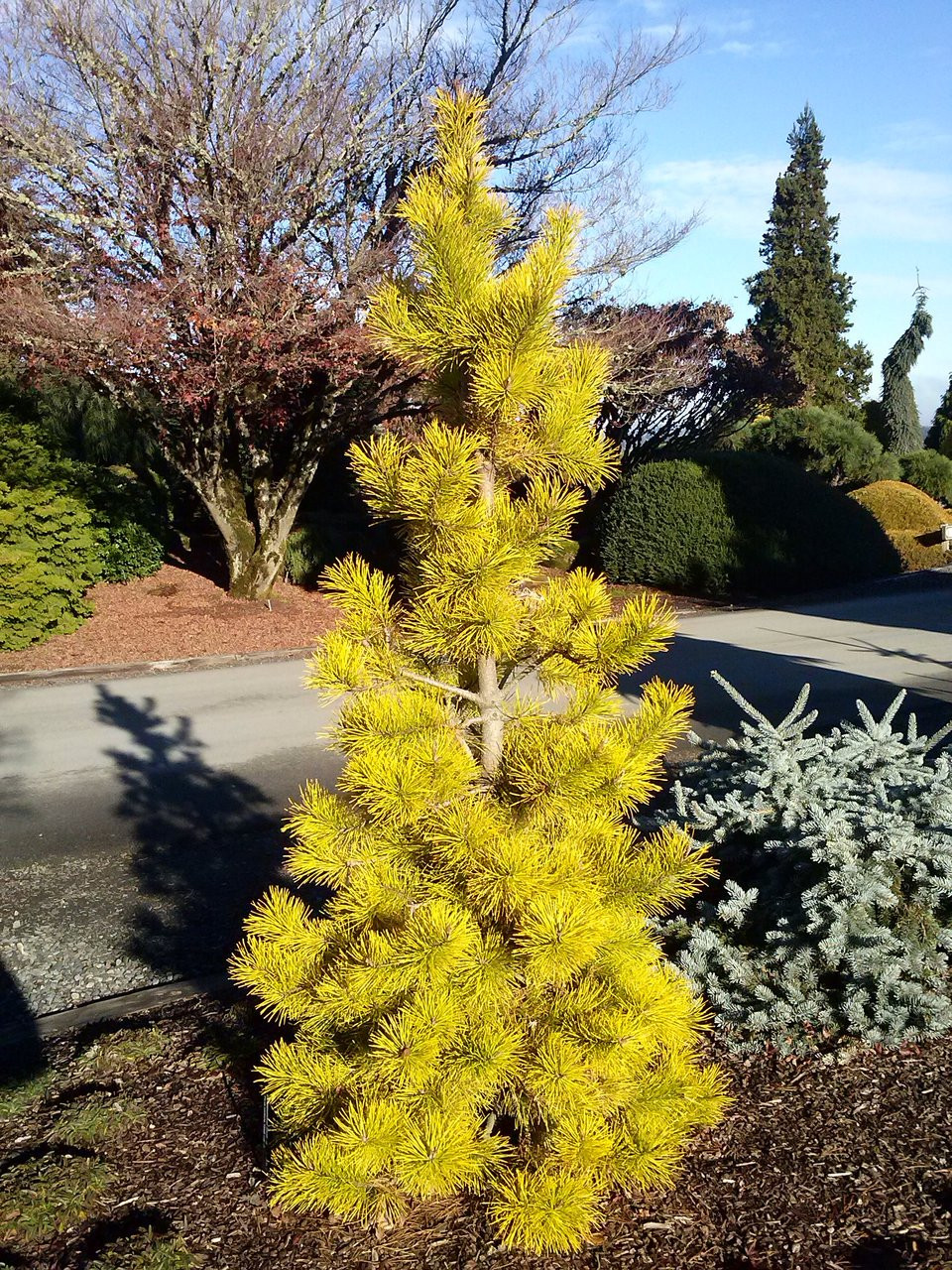 Kigi Nursery Pinus contorta 'Chief Joseph' Pine