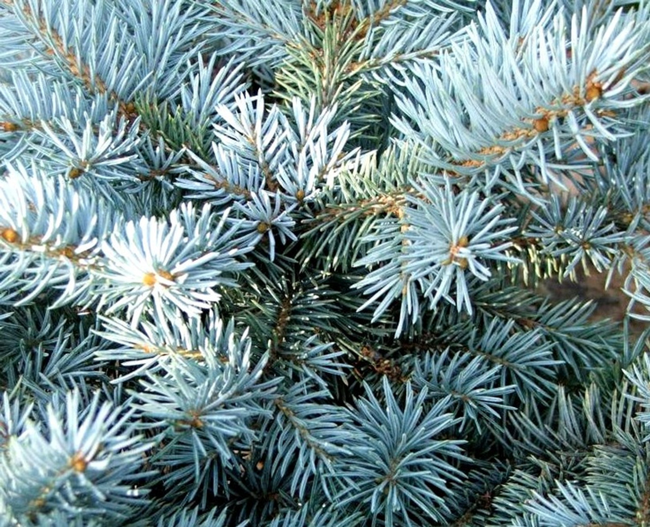 Ель Picea pungens “Blue Diamond”