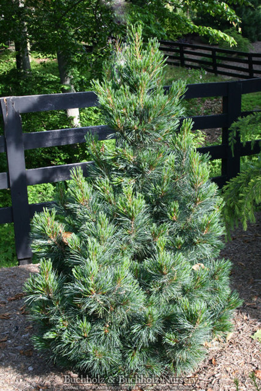 Pinus cembra ' Tip Top ' Dwarf Columnar Swiss Stone Pine Kigi Nursery