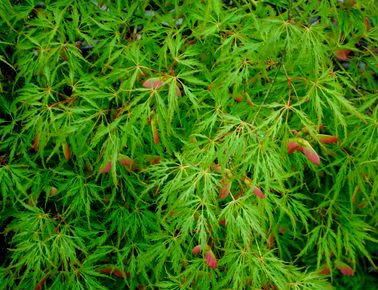 Acer palmatum dissectum 'Waterfall' Green Cutleaf Japanese Maple Kigi