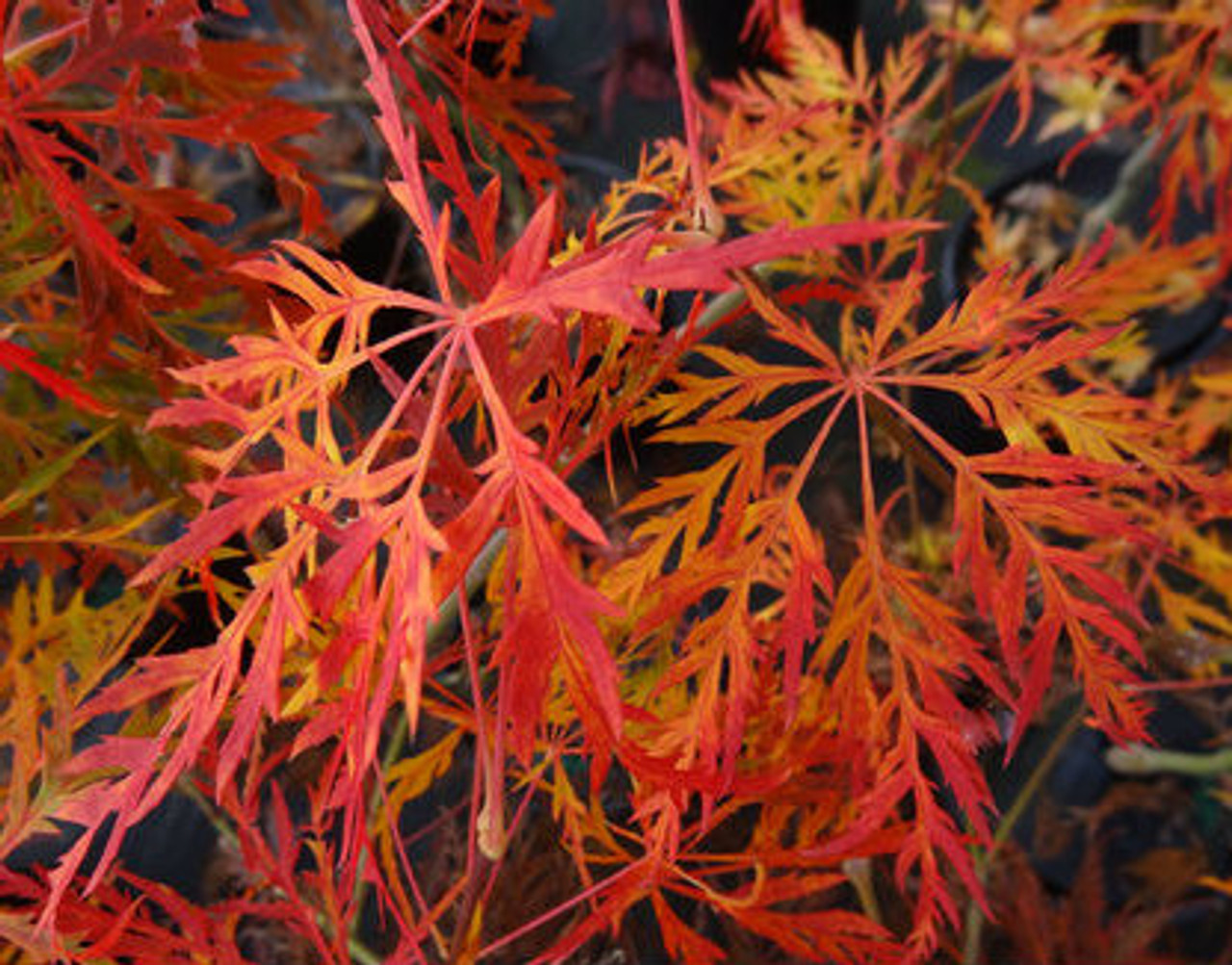 waterfall japanese maple