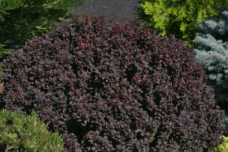 Berberis thunbergii 'Concorde' Dwarf Red Japanese Barberry - Kigi