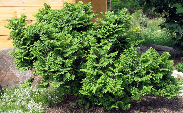 Ulmus Minor Jacqueline Hillier Dwarf Field Elm Tree Kigi Nursery