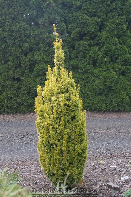 degroot spire thuja Arborvitae, Eastern 'Degroot's Spire' (Thuja) – Passiglia Landscape,  Nursery & Garden Center