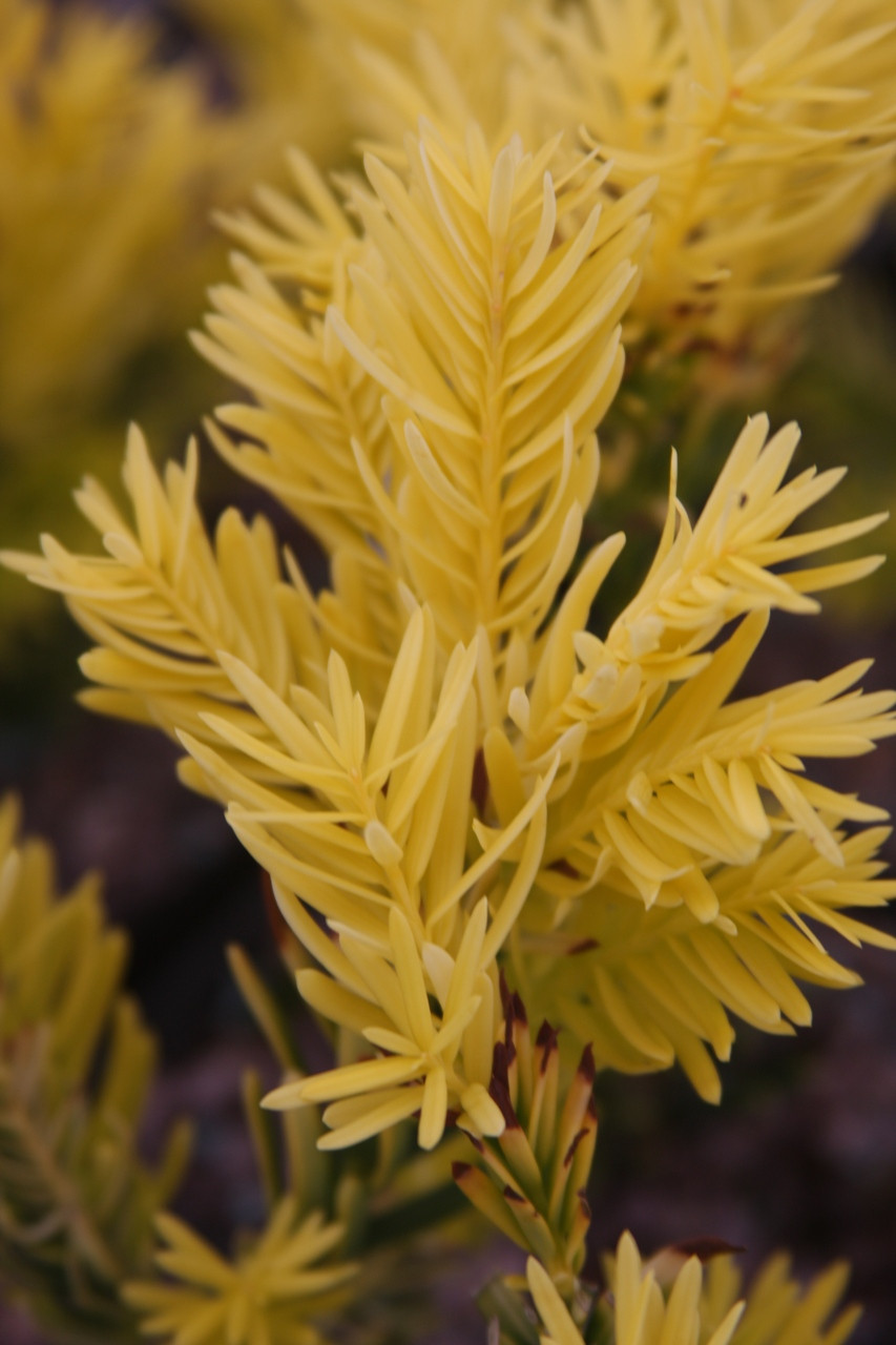 Taxus cuspidata 'Rezek's Gold' Dwarf Golden Japanese Yew Kigi Nursery