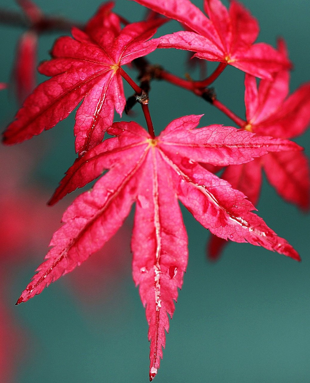 Acer palmatum ' Beni maiko ' Japanese Maple Tree Kigi Nursery