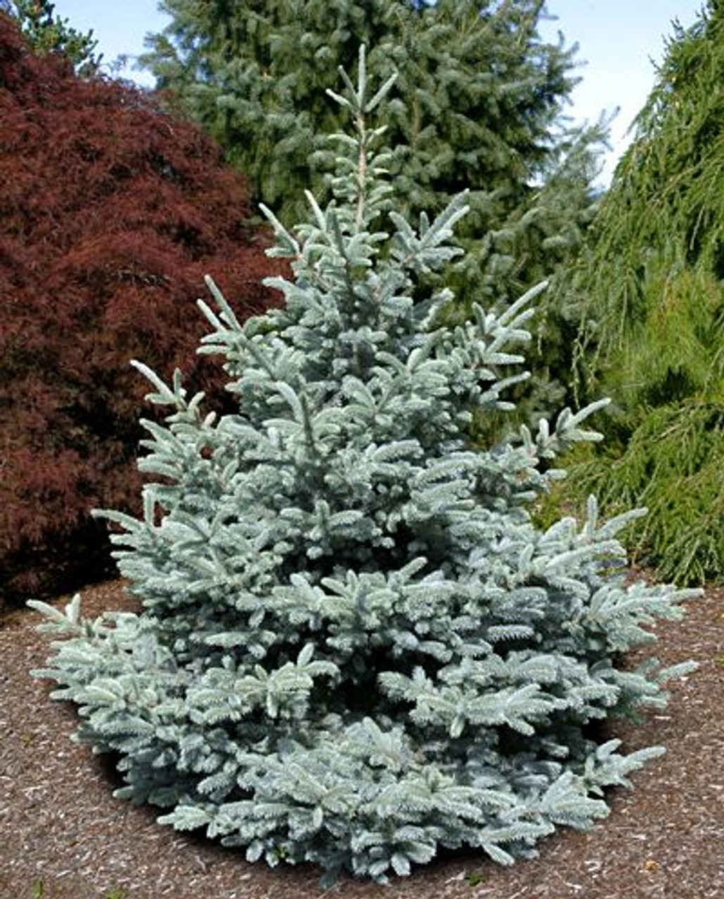 Bonny Blue Colorado Blue Spruce (Picea pungens 'Bonny Blue') in Inver Grove  Heights, Minnesota (MN) at Gertens