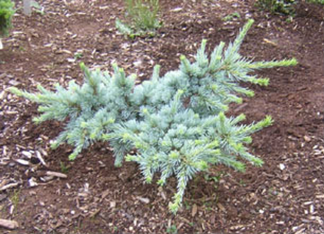 Dwarf Blue Atlas Cedar Buy At Kigi Nursery