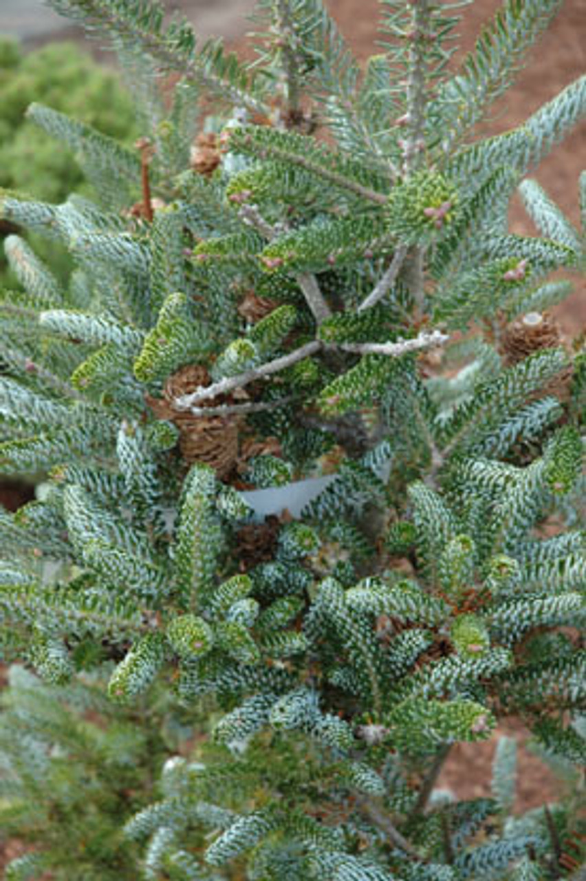 Abies koreana ' Frosty ' Korean Fir Tree Kigi Nursery