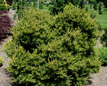 Pinus parviflora &rsquo; Koko-no-e &rsquo; Dwarf Japanese White Pine - Kigi Nursery