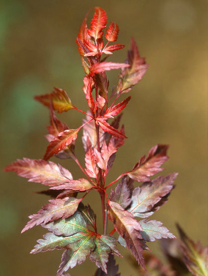 Acer palmatum 'Beni hagoromo' Red Angel's Robe Japanese Maple