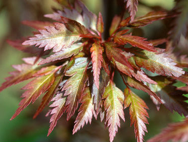 Acer palmatum 'Beni hagoromo' Red Angel's Robe Japanese Maple