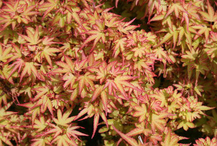 Acer palmatum 'Koto maru' Dwarf Japanese Maple - Kigi Nursery