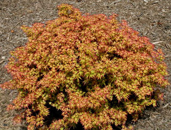 Acer palmatum 'Koto maru' Dwarf Japanese Maple - Kigi Nursery