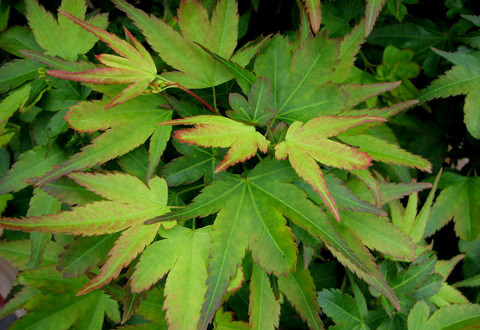 Acer palmatum 'Koto maru' Dwarf Japanese Maple - Kigi Nursery