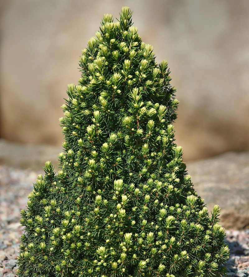 Picea glauca 'Pixie Dust' Miniature Alberta Spruce - Kigi Nursery