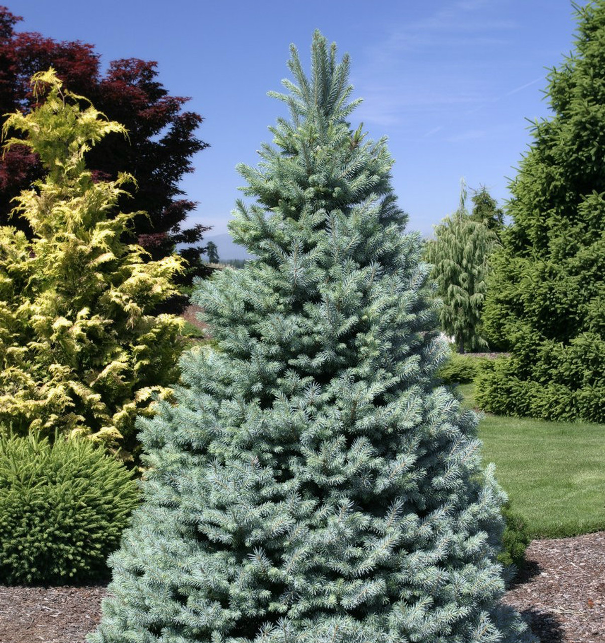 dwarf blue spruce in landscape