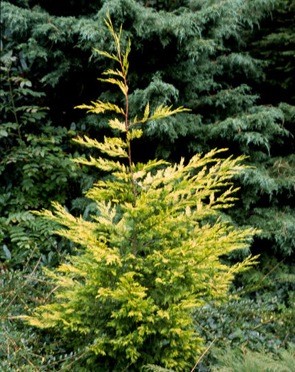 Cupressus leylandii ' Golconda ' Golden Leyland Cypress Kigi Nursery