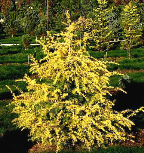 Cedrus deodara Paktia　ヒマラヤスギ　苗 Cedrus deodara 'Gold Cone' Golden Himalayan Cedar - Kigi Nursery