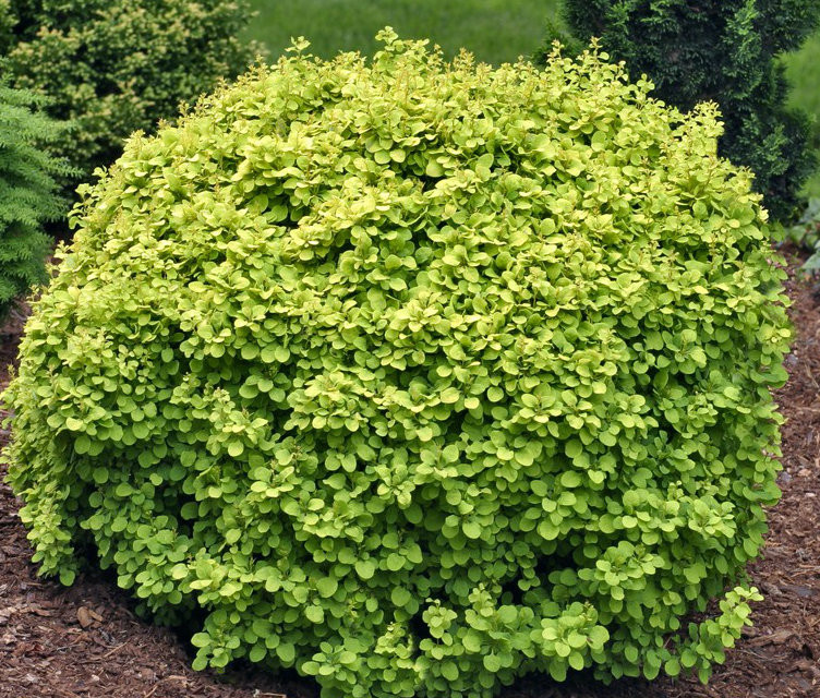 subculture BerBerJin サイズ3 Berberis thunbergii 'Golden Devine' Dwarf Yellow Japanese Barberry
