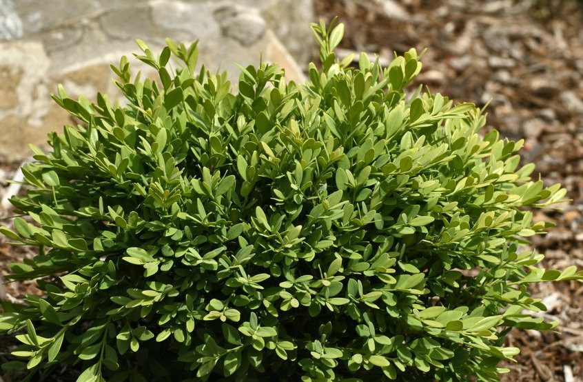 Buxus sempervirens 'Mont Bruno' Dwarf Hardy European Boxwood