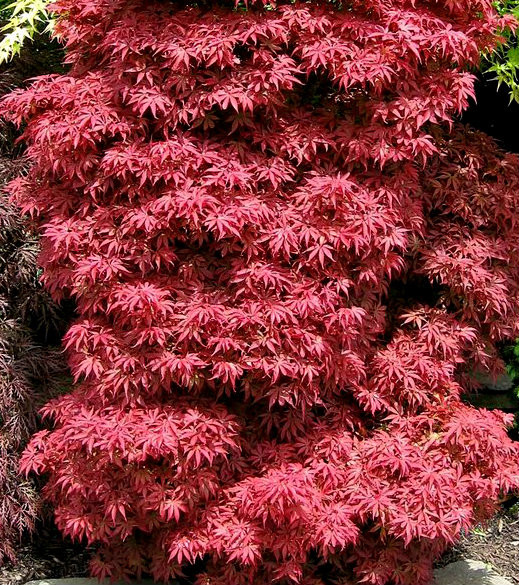 Acer palmatum 'Skeeter's Broom' Red Japanese Maple Tree - Kigi Nursery
