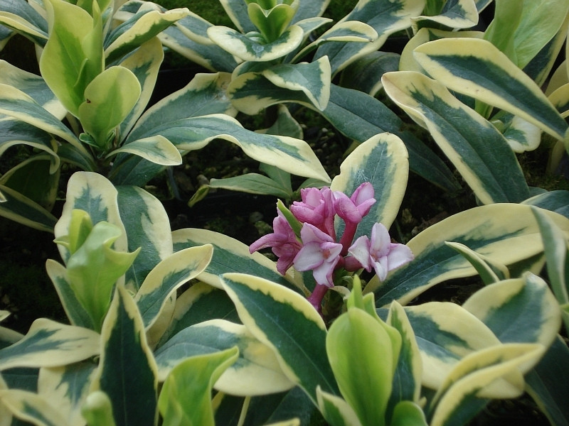 Kigi Nursery Daphne odora Maejima