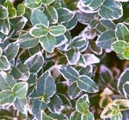 Euonymus fortunei ' Emerald Gaiety ' Variegated Wintercreeper