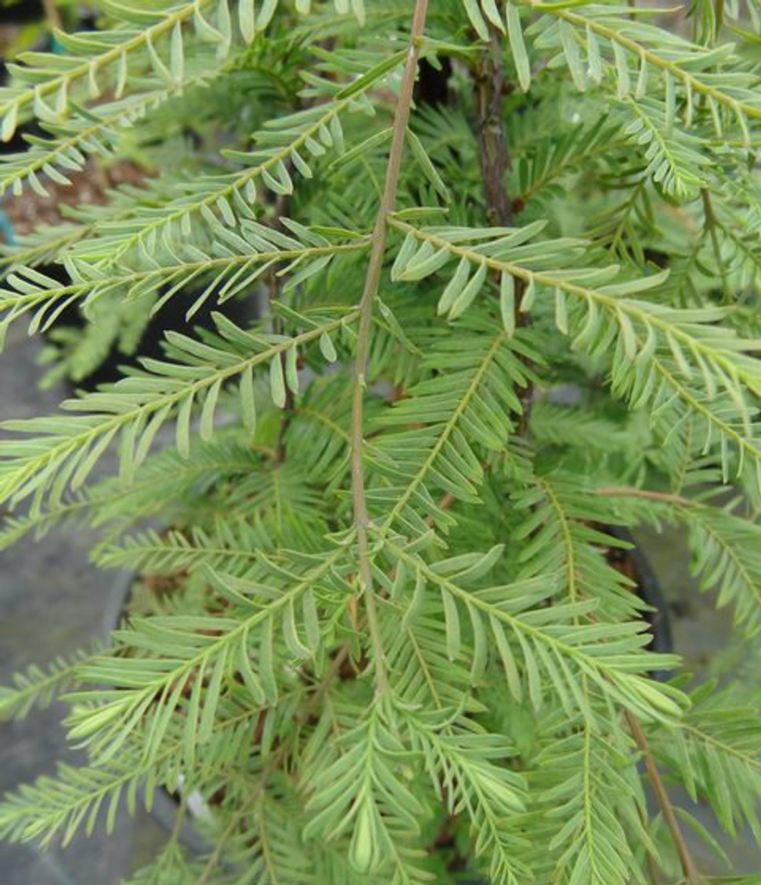 dawn redwood metasequoia glyptostroboides