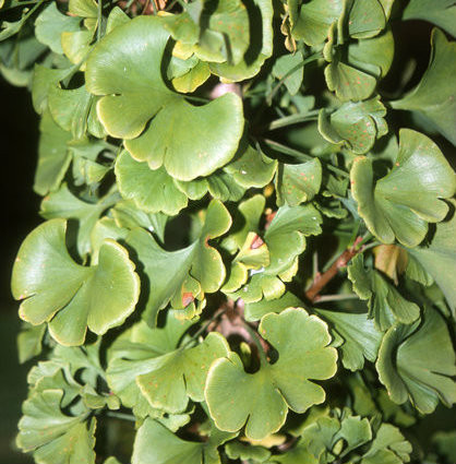 Ginkgo biloba 'Spring Grove WB87' Dwarf Maidenhair Tree Kigi Nursery