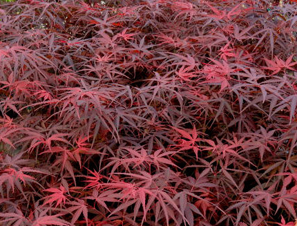 Acer palmatum 'Hubbs Red Willow' Japanese Maple Tree Kigi Nursery