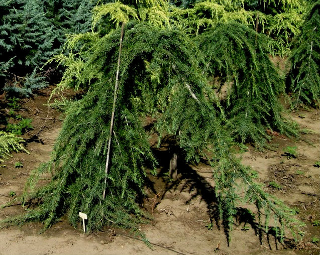 Cedrus deodara 'Girard's Weeping' Himalayan Cedar - Kigi Nursery