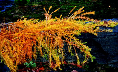 Larix decidua 'Puli' Weeping Larch - Thumbnail 2