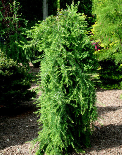 Larix decidua 'Puli' Weeping Larch