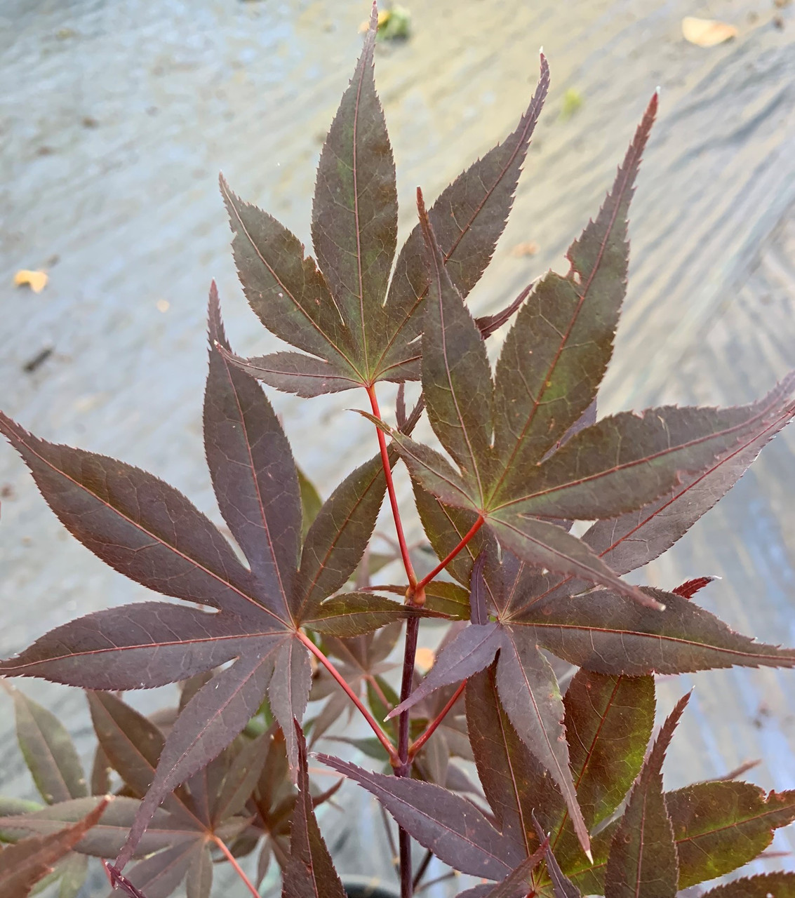 Acer palmatum 'Attraction' Japanese Maple Tree - Kigi Nursery