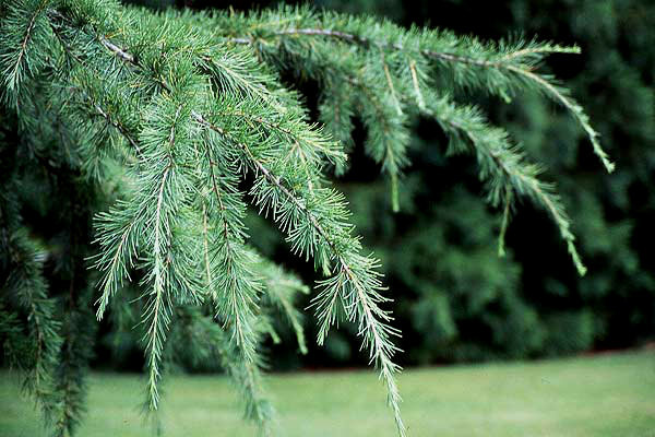 Cedrus deodara Paktia　ヒマラヤスギ　苗 Cedrus deodara Himalayan Cedar - Kigi Nursery