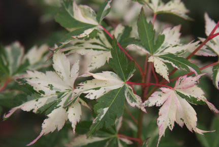 Acer palmatum 'Tsuru no mai' Japanese Maple Tree - Kigi Nursery