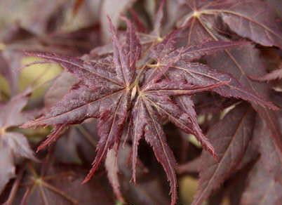 Acer palmatum Ruby Ridge Japanese Maple Tree - Thumbnail 5