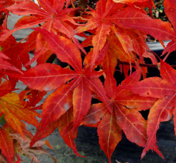Acer palmatum Ruby Ridge Japanese Maple Tree