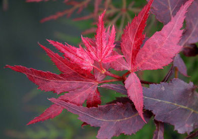 Acer palmatum Ruby Ridge Japanese Maple Tree - Thumbnail 3